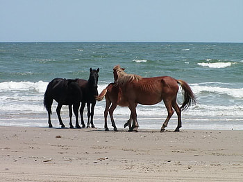 The Horse, oceann, mustang, horses, nature HD wallpaper