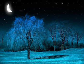 Moon glow, blue, glow, moon, trees, weeping branches HD wallpaper
