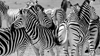 zebra , Ultra wildlife, Cool and vibrant, Striking animal graphy HD wallpaper