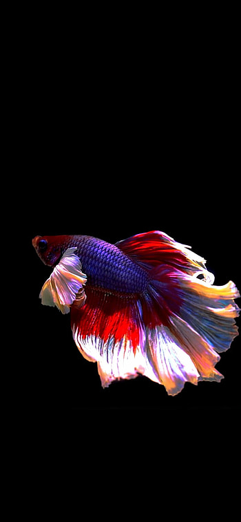 Fish live , Mobile , High-quality , For Android and iOS HD phone wallpaper