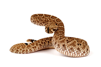 Rattlesnake predator, Reptile , Serpent art, ry HD wallpaper