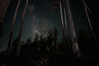 Trees, Stars, Night, Dark, Starry Sky HD wallpaper
