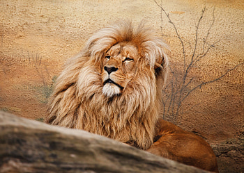 Wildlife, predator, Mighty Lion HD wallpaper