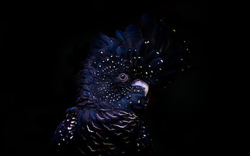 Red-tailed black cockatoo, Black parrot, Australian bird HD wallpaper
