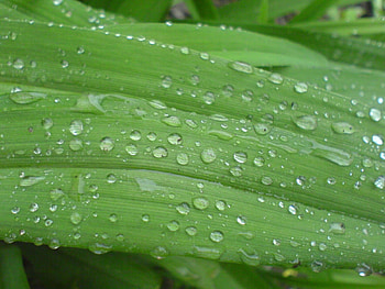 Plants, Background, Drops HD wallpaper