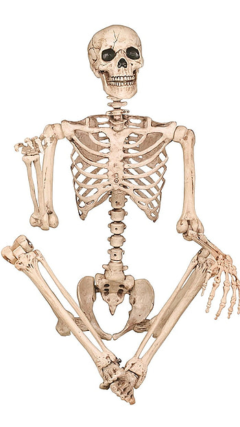 Skeleton, Human Body Skeleton HD phone wallpaper