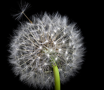 Dandelion, nature, macro, flower HD wallpaper