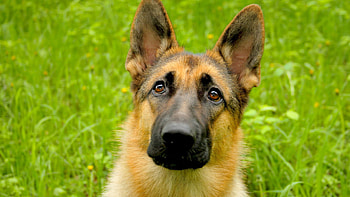 Animals, Grass, Dog, Muzzle, Hunt, Hunting HD wallpaper