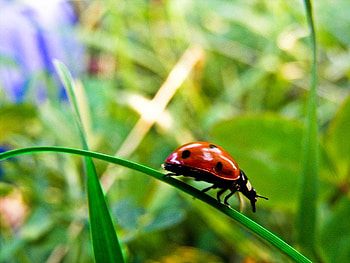 Lady Bug, cool, lady, bug HD wallpaper