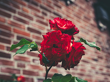 Flowers, Roses, Bush, Petals, Blur, Smooth, Garden, Buds HD wallpaper