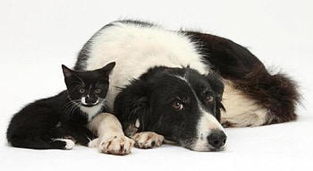 Collie And Kitten., kitten, border, friends, collie HD wallpaper