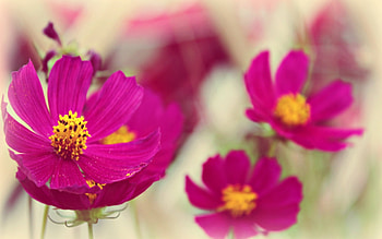 Plants, Flowers HD wallpaper