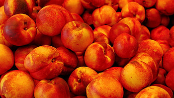 Nectarines, other, nature, entertainmentment, people HD wallpaper