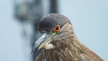 Animals, Bird, Beak, Eyes, Dove HD wallpaper