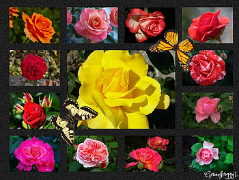 THIRTEEN ROSES, FLOWERS, ROSES, COLLAGE HD wallpaper