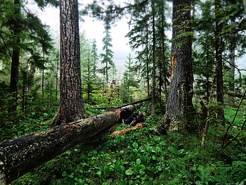 Cedar Tree, Wood trees, Cutting down trunks, Goodfon HD wallpaper