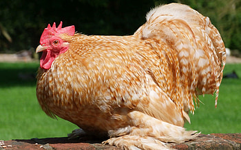 Pekin Bantam, Hen HD wallpaper