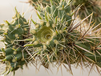 Ultra beauty, Cactus wonderland, dream, Nature's extravaganza HD wallpaper