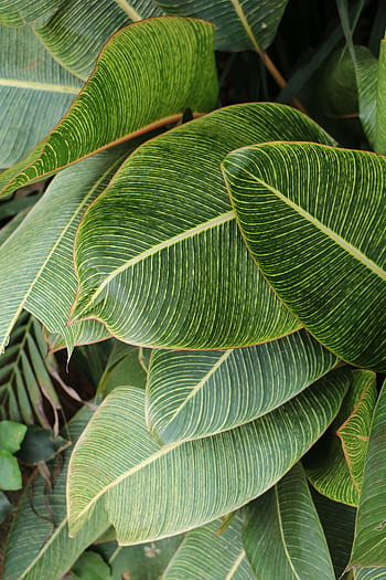 Close-up of lush green tropical foliage featuring striped leaves, showcasing nature's intricate patterns. HD phone wallpaper