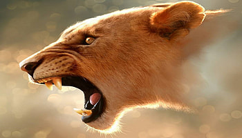 the roar, fangs, roar, head, lion, mouth HD wallpaper