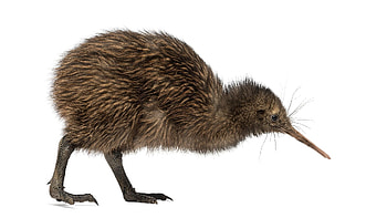 Baby Kiwi Bird, Mother Google Search, Bird graphy HD wallpaper