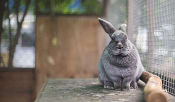 Animals, Sit, Muzzle, Cell, Cage, Rabbit HD wallpaper