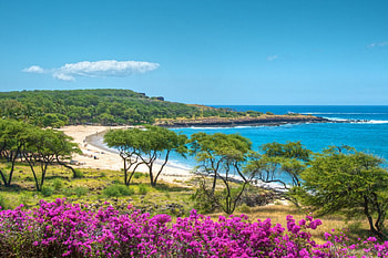 Hulopoe Bay Beach and Ocean Lanai Hawaii Island, island, blue, sand, hawaii, tropical, beach, holiday, Hulopoe, trees, ocean, sea, escape, exotic, paradise, Bay, lanai, polynesian, peace, flowers, polynesia HD wallpaper