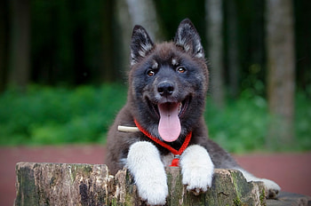 Waiting, dog, color, expression, , new HD wallpaper