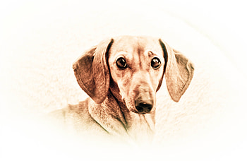 Zoe, little basset, dog, animal, basset, character, nose, portrait, ear, face, hound, eye HD wallpaper