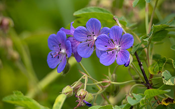 Blue Flowers, blue, Latvia, flowers, macro HD wallpaper
