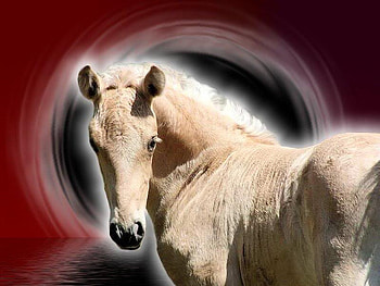 The Foal, horses, fantasy, arabians, space, nature, baby horses HD wallpaper