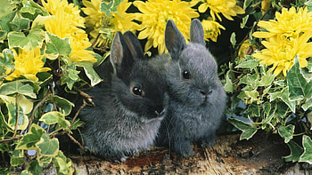 Netherland Dwarf, Rabbits HD wallpaper