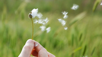 Flowers, Plant, Macro, Hand HD wallpaper