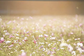 A serene view of a sunlit wildflower field capturing summer's essence. HD wallpaper