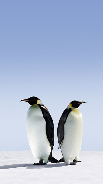 Penguin , Top backgrounds, Penguin love, Mobile charm HD phone wallpaper