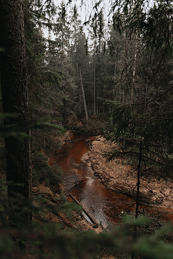 Nature, Rivers, Trees, Pine, Forest HD phone wallpaper
