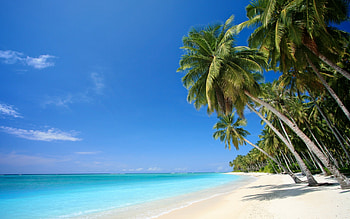 Landscape, Beach, Palms HD wallpaper