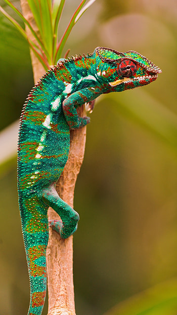 Chameleon, Dark, Green HD phone wallpaper