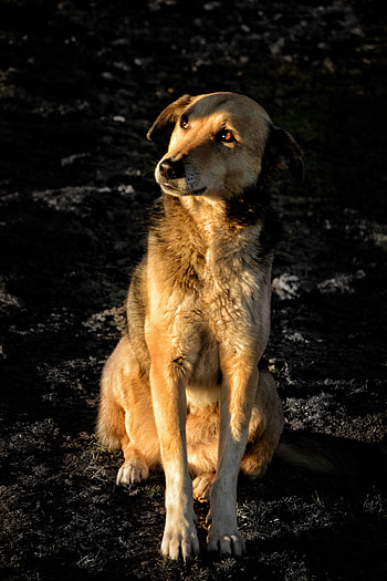 Animals, Dog, Brown, Pet, Sight, Opinion HD phone wallpaper