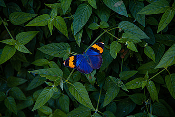 Animals, Leaves, Multicolored, Motley, Butterfly, Wings HD wallpaper