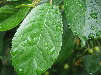 Plants, Leaves, Drops HD wallpaper