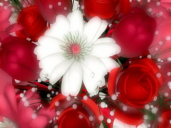 Beautiful Flower, rose, white, beautiful, red HD wallpaper