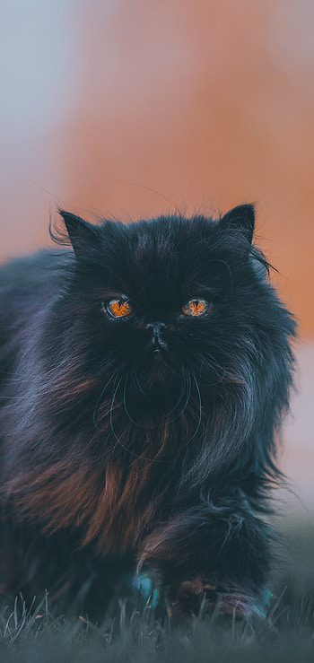 Traditional-type, Persian Cats HD phone wallpaper