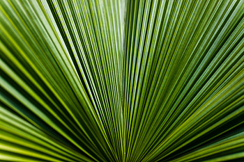 Nature, Sheet, Leaf, Stripes, Streaks HD wallpaper