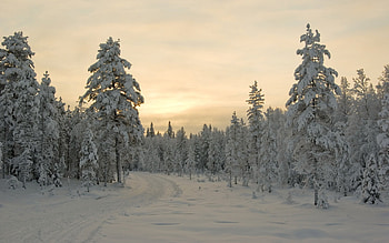 Winter sunset, winter, landscape, nature, sunset, tree HD wallpaper