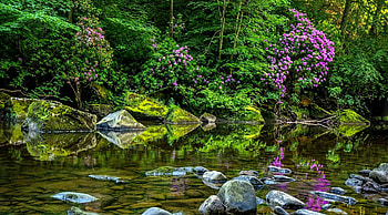 Spring park, plants, bush, spring, serenity, stones, lake, park, reflection, trees, greenery, flowers, calmness, forest, pond HD wallpaper