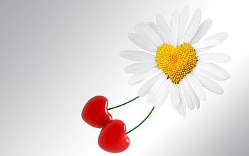 Camomile, Love, Heart, Chamomile, Love Romance HD wallpaper