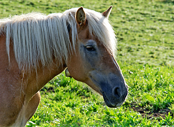 Animals, Grass, Mane, Head, Horse HD wallpaper