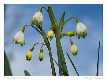 spring flowers, blue, white, snowdrops, sky, flowers, spring HD wallpaper