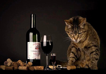 Connoisseur, wineglass, corks, kitty, corkscrew, cat, wine bottle HD wallpaper